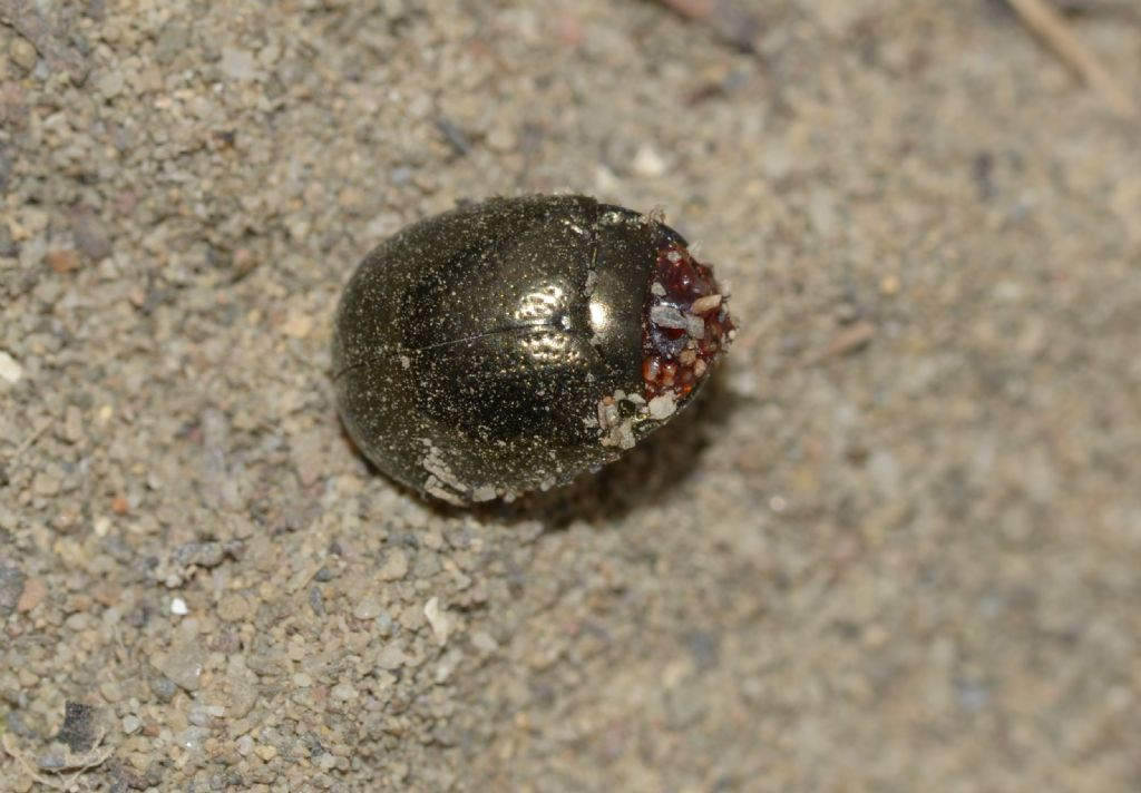 coleottero-grigio rosso:  Chrysolina bankii (Chrysomelidae)